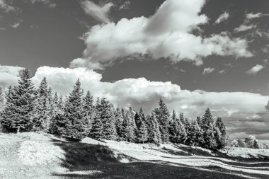 Karla kaplı ağaçlarla kaplı güzel kış manzarası