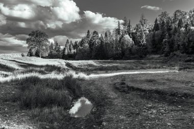 Tarlanın ortasında orman olan güzel bir tarla görüntüsü.