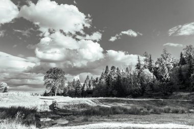 Ağaçların üzerinde mavi gökyüzünde siyah bulutlar
