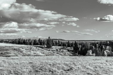 Ağacı ve çimleri olan güzel bir manzara.