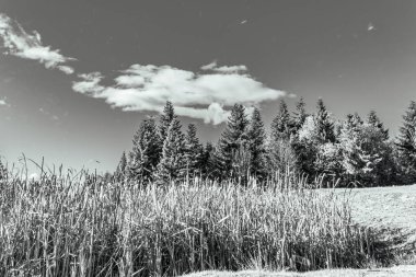 Arkasında kar ve ağaçlar olan siyah beyaz bir manzara..