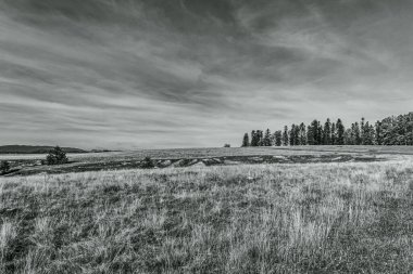 Tarlada ağaçlar ve çimenler olan manzara