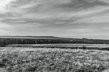 siyah ve beyaz manzaralı ağaçlar ve bulutlar