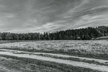 Arka planda ağaç ve yol olan güzel bir manzara.