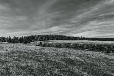 Bir ağaç tarlasının siyah beyaz fotoğrafı