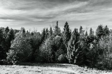 bir çam ormanının siyah beyaz fotoğrafı