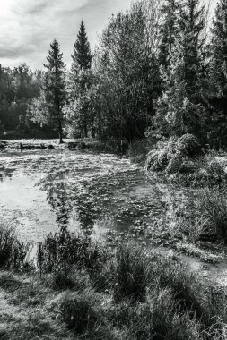Ormandaki nehrin siyah ve beyaz manzarası, kızılötesi