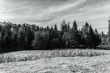 Siyah ve beyazın güzel doğası.