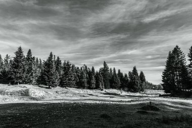 black and white image of a tree on a hill