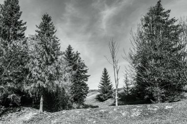 Güneşli bir günde kırsaldaki bir parkta bir ağacın ve bir tepenin siyah beyaz fotoğrafı.