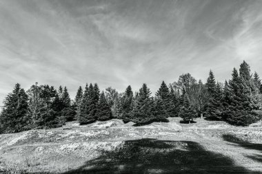 Gündüz vakti dağlarda güzel bir orman görüntüsü.