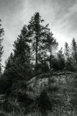 Ağaçlar ve dağlarla dolu güzel bir manzara.