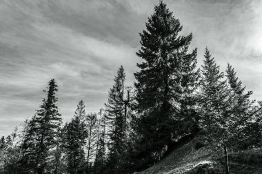 Bulutlu bir günde ormanda güzel bir ağaç görüntüsü.