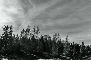 Ormanın güzel manzarası