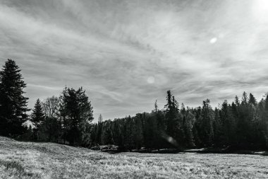 Ormanın güzel manzarası