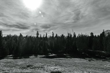 Ormanın ortasındaki çam ağacının gri tonlu görüntüsü.