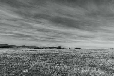 Ağaçlı güzel bir manzaranın siyah beyaz fotoğrafı.
