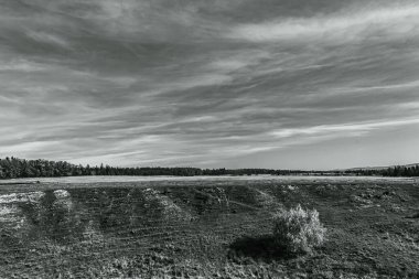 Buğday tarlası olan güzel bir manzara.