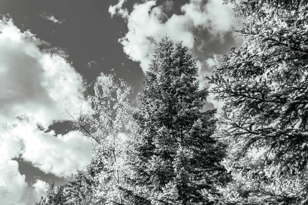 Karla kaplı ağaçlarla kaplı güzel kış manzarası