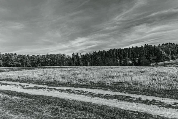 Arka planda ağaç ve yol olan güzel bir manzara.