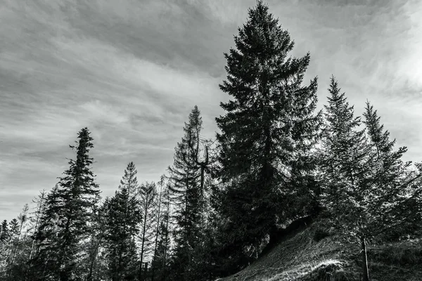 Bulutlu bir günde ormanda güzel bir ağaç görüntüsü.