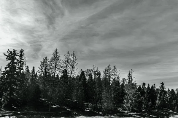 Ormanın güzel manzarası