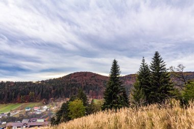 Sarı yapraklı ve ağaçlı sonbahar ormanı
