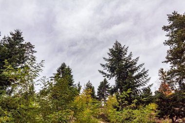 Parktaki sonbahar ormanı