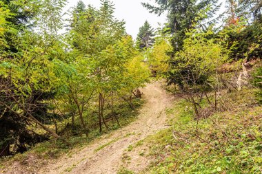 Ağaçlar ve ormanlarla dolu güzel sonbahar manzarası
