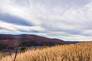 Arka planda bulutlu bir gökyüzü olan tepenin üzerindeki bir orman manzarası