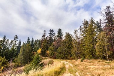 Güneşli bir günde güzel bir sonbahar ormanı