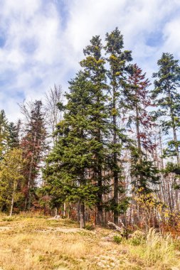Karpat Dağları 'nda sonbahar manzarası