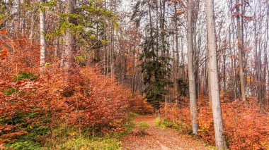 Ormandaki güzel sonbahar manzarası