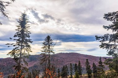 Dağlardaki bir ormanın sonbahar manzarasının güzel bir görüntüsü.