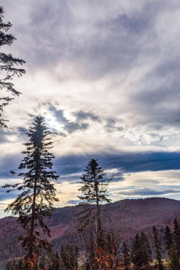 Arka planda ağaçlar olan güzel bir ormanın dikey görüntüsü.