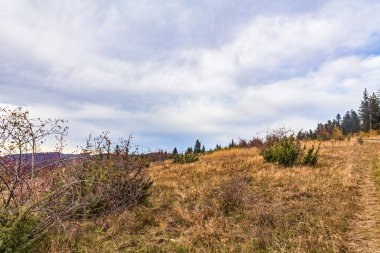 Sonbahar ormanlarında dağ yolu olan güzel bir manzara.