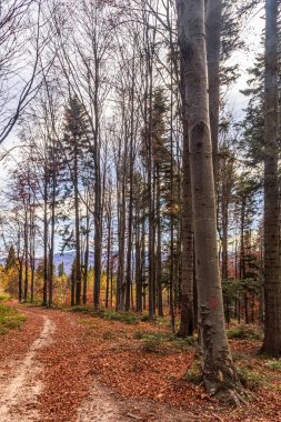 Renkli ağaçlar ve ormanlarla dolu sonbahar manzarası