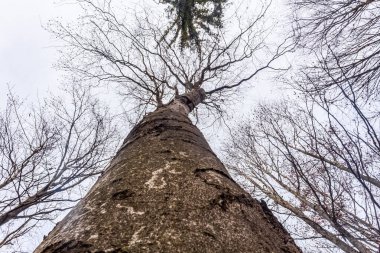 Kış ormanındaki eski meşe ağacı.