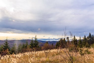 Ağaçlarla dolu güzel bir dağ manzarası
