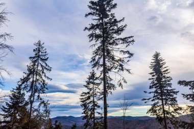 Dağlarda bir ağacı olan güzel bir manzara.
