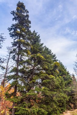 Mavi arka planda güzel sonbahar ağaçları