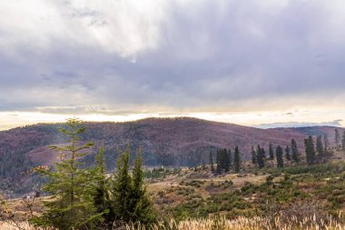 Dağların ortasında bir ormanın güzel bir görüntüsü.