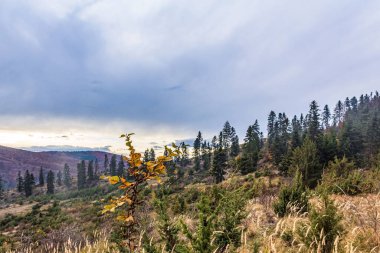Dağlarda ağaçlarla dolu renkli sonbahar manzarası
