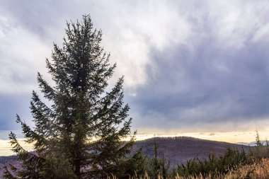 Bir dağ ve ormanı olan güzel bir manzara.