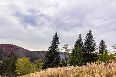 Bir ağaçla sonbahar manzarası