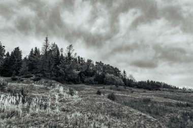 Dağlardaki ağaçların gri renkli görüntüsü.
