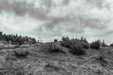 Ağacı ve bulutlu gökyüzü olan güzel bir manzara.