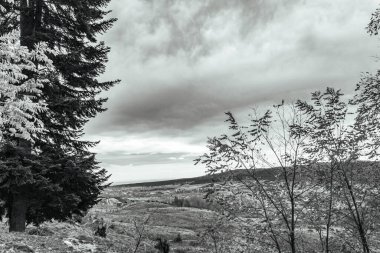 Ağaçlar ve karlı kış ormanı