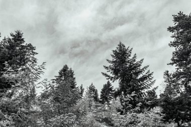 Ağaçlar ve ormanlarla dolu güzel bir manzara.