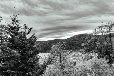 siyah ve beyaz dağ ormanları